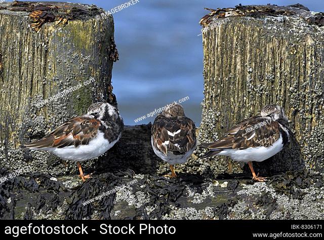 Turnstone (Arenaria interpres) at the high-water resting place on a wooden slope, Wangerooge, Lower Saxony, Germany, Europe