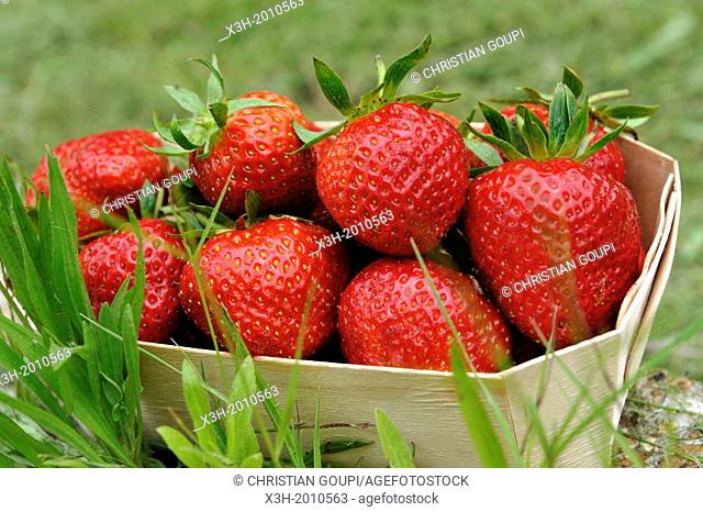 barquette de fraises, departement Eure et Loir, region Centre, France, Europe/punnet of strawberries, Eure et Loir department, region Centre, France, Europe