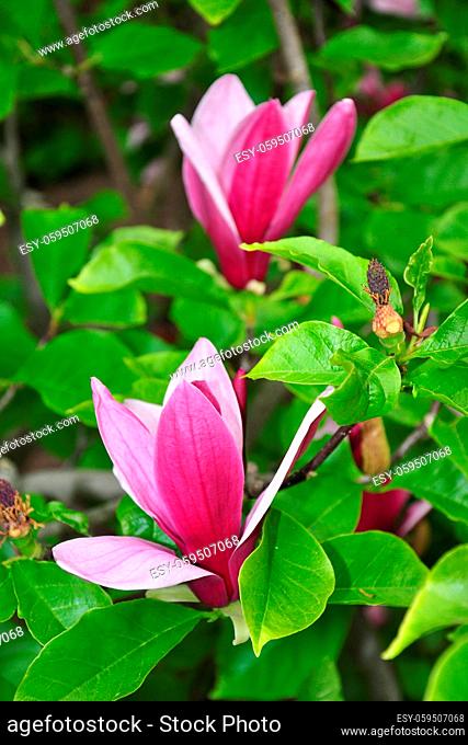 Purpur-Magnolie (Magnolia liliiflora) - Purple magnolia (Magnolia liliiflora)