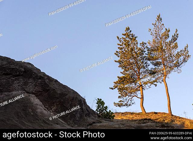 24 June 2020, Saxony-Anhalt, Timmenrode: Two coniferous trees stand on the Hamburg coat of arms. The rock formation in the Harz mountains