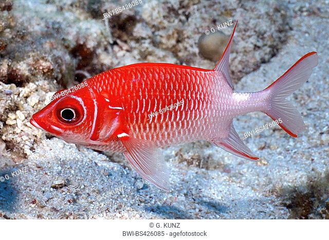 Silverspot squirrelfish (Sargocentron caudimaculatum), at coral reef, Egypt, Red Sea