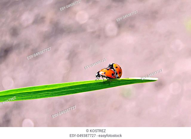 Two ladybirds in the process of reproduction on a green leaf on the background of the soil