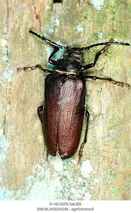 prionus longhorn beetle greater British longhorn Prionus coriarius, imago