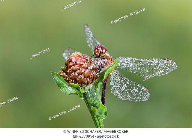 Ruddy Darter dragonfly (Sympetrum sanguineum), male with dewdrops, Vulkaneifel district, Rhineland-Palatinate, Germany, Europe