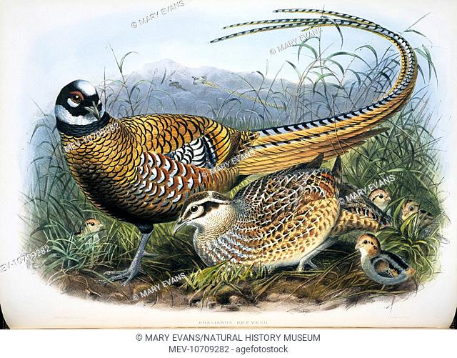 Plate 61 by Joseph Wolf from Daniel Giraud Elliot's A Monograph of the PhasianidÁ, or Family of the Pheasants, (1872)