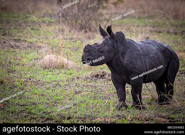 A white rhino calf, Ceratotherium simum, stands on green grass, covered in dark mud, looking out of frame