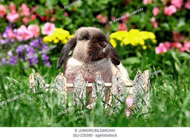 Dwarf Rabbit, Mini Lop. Adult sitting behind a small wooden fence in a garden. Germany