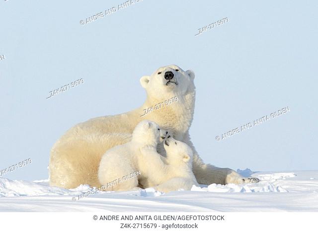 Polar bear mother (Ursus maritimus) with two new born cubs playing, Wapusk National Park, Manitoba, Canada