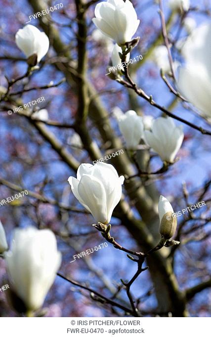 Magnolia x soulangeana 'Alba Superba', Magnolia, White subject