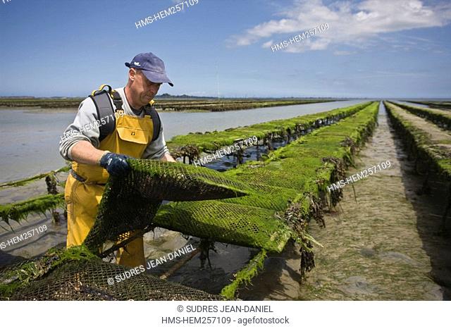 France, Cotes d'Armor, Paimpol, oyster farmer at work on the oyster beds, company Arin