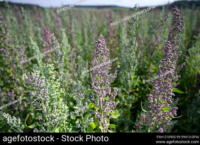 31 August 2021, Hessen, Ober-Ramstadt: Quinoa plants stand in a field. The pseudo grain quinoa belongs to the foxtail family and is therefore more related to...