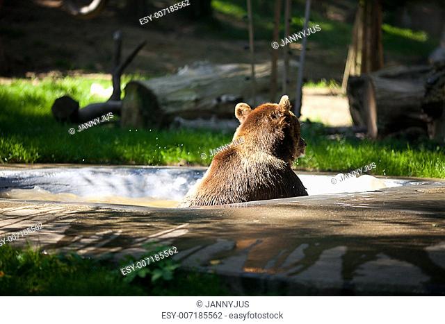 brown bear on the nature