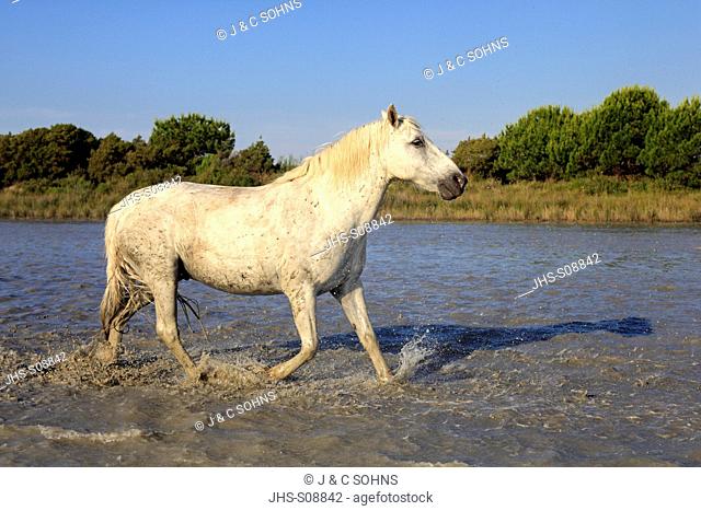 Camargue Horse, Equus caballus, Saintes Marie de la Mer, France, Europe, Camargue, Bouches du Rhone, horse galloping in water