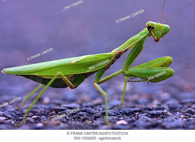 A green praying mantis with some kind of disease