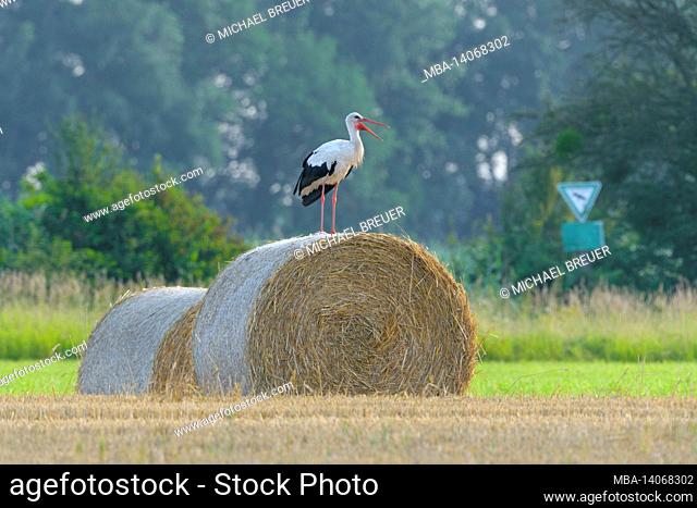 white stork (ciconia ciconia) on a round ball, in the background a sign nature reserve, july, summer, hesse, germany
