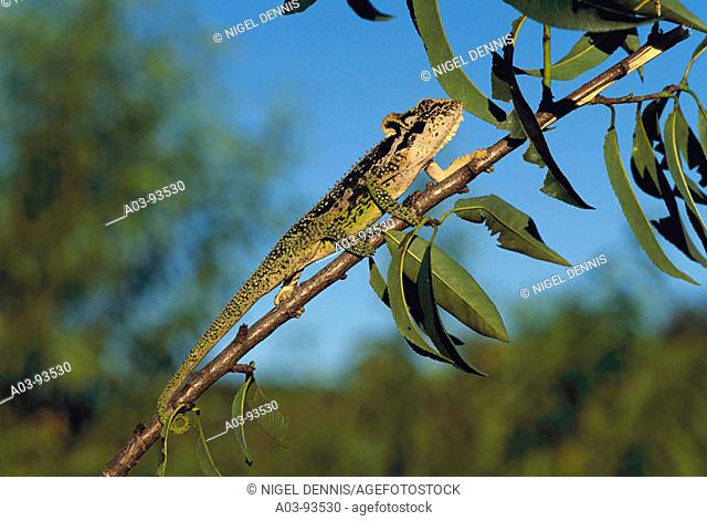 Natal Midlands Dwarf Chameleon (Bradypodion thamnobates). KwaZulu Natal, South Africa