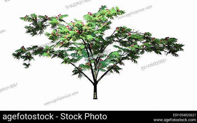 Mimosa tree with flowers - isolated on white background - 3D illustration