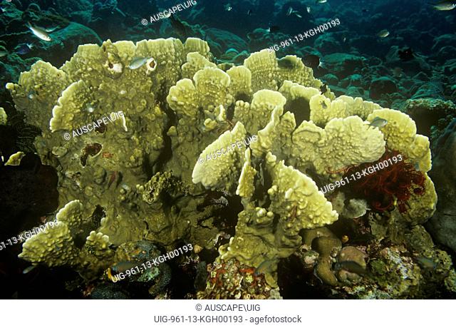 Fire coral, Millepora species, colony, a type of hydrocoral with a very painful sting, Tulamben, Bali, Indonesia
