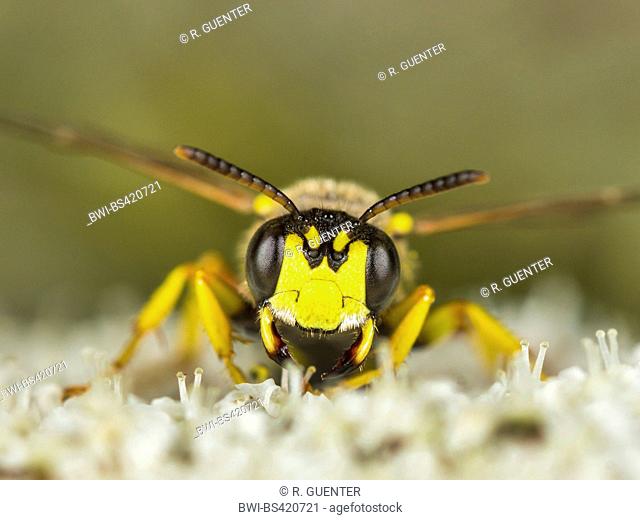 Ornate Tailed Digger Wasp (Cerceris rybyensis), female in threatening posture on Wild Carrot (Daucus carota), Germany