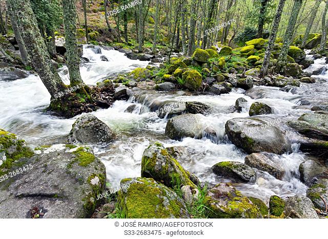 Serrezuelas stream in the Sierra de Gredos. Avila. Castilla Leon. Spain. Europe