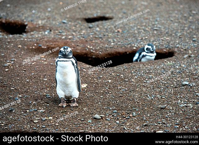Bei den Magellan-Pinguinen auf der Insel Magdalena in Chile