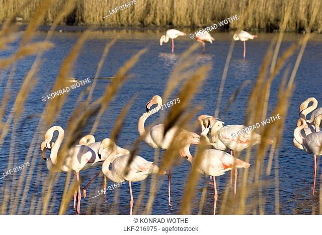 Greater Flamingoes, Phoenicopterus ruber, Camargue, France
