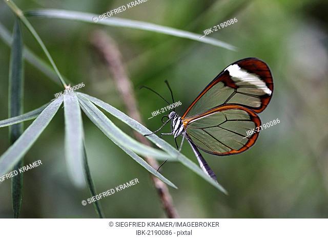 Glasswinged butterfly (Greta oto), Mainau island, Baden-Wuerttemberg, Germany, Europe