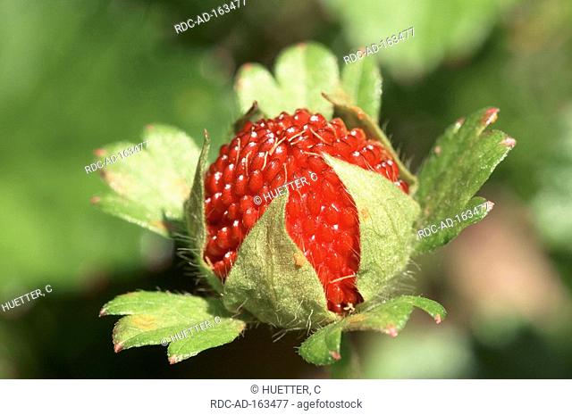 Indian Strawberry Duchesnea indica Potentilla indica Mock Strawberry Indian Mock-Strawberry