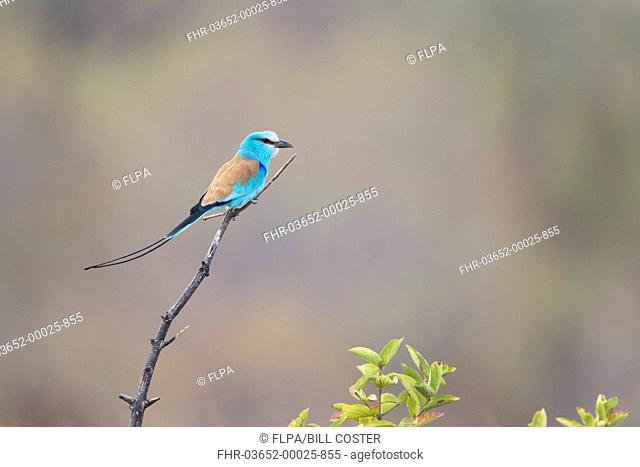 Abyssinian Roller (Coracias abyssinica) adult, perched on twig, Gambia, February