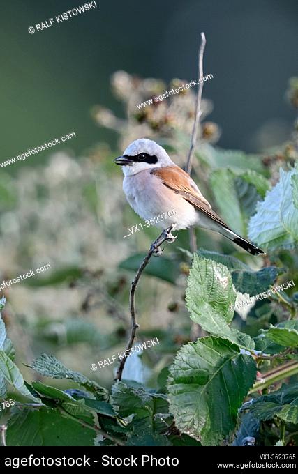 Red-backed Shrike ( Lanius collurio ), adult male, perched on a dry branch, on top of a blackberry bush, resting, singing, chirping, wildlife, Europe