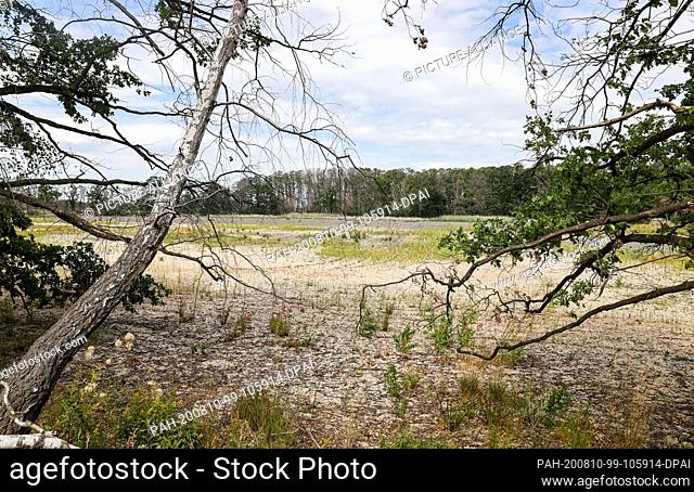 24 July 2020, Saxony, Bennewitz: A dried-up birch tree stands on the bank of the dried-up Königsteich of the Bennewitz group of ponds