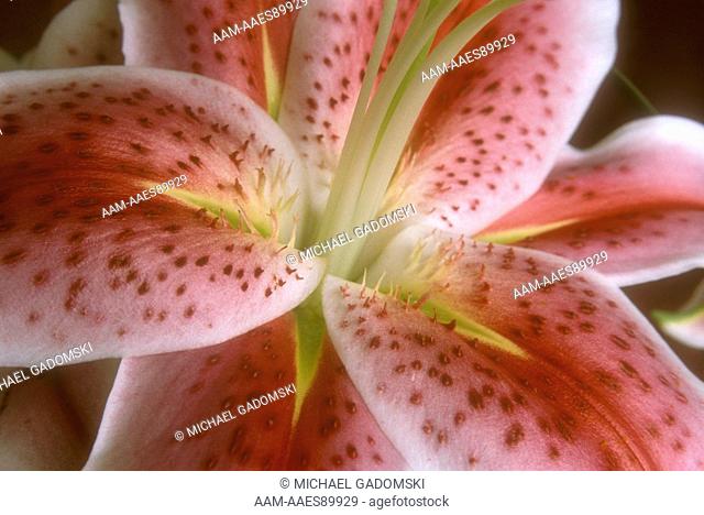 Stargazer Lily (Lilium sp.)
