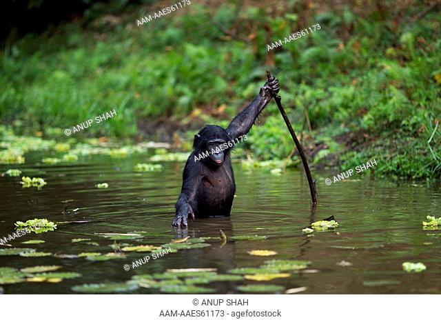 Bonobo adolescent male wading in water supported by a branch (Pan paniscus). Lola Ya Bonobo Sanctuary, Democratic Republic of Congo. Oct 2010