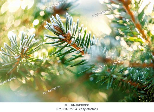 Close up (macro) shot of the iced buds and coniferous. Selective focus, narrow depth of field, warm tones of the sunlight