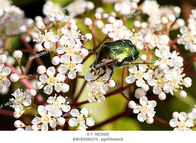 rose chafer (Cetonia aurata), on flowers, Germany
