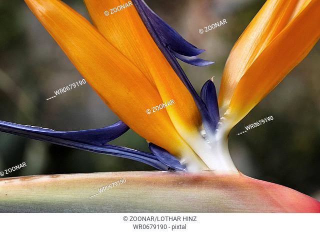 Strelitzia reginae, Crane flower, Bird of paradise