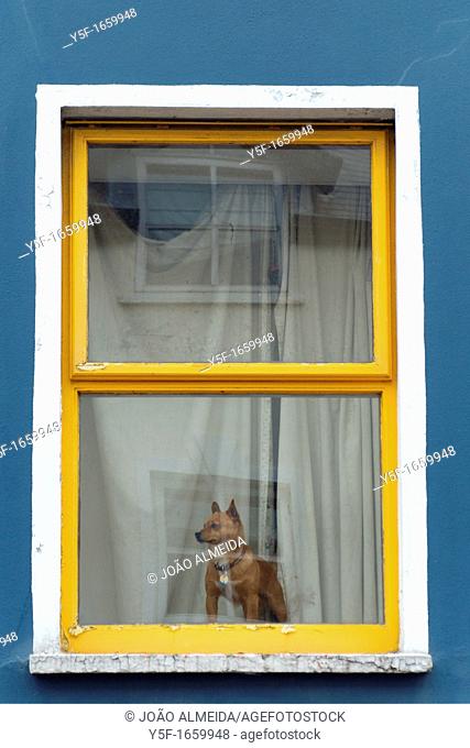 Small dog looking at street in standing position