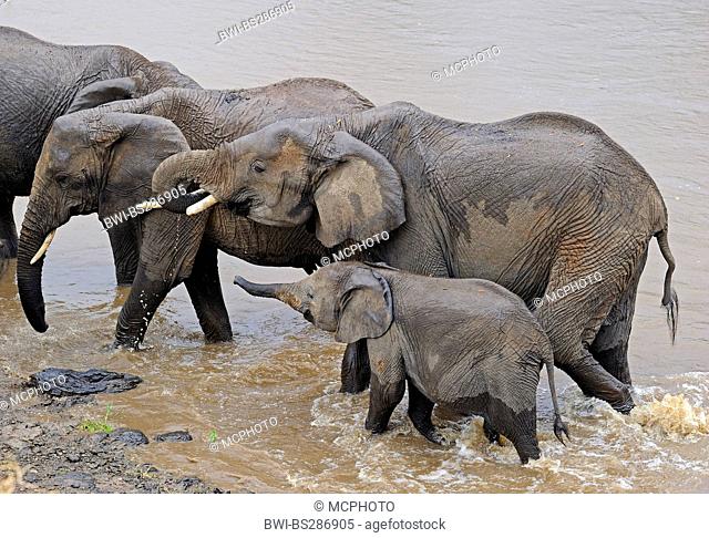 African elephant (Loxodonta africana), elephants crossing Mara river, Kenya, Masai Mara National Park