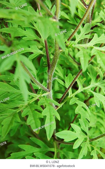 annual ragweed, common ragweed, bitter-weed, hog-weed, Roman wormwood Ambrosia artemisiifolia, close-up view of the stem and the leaves