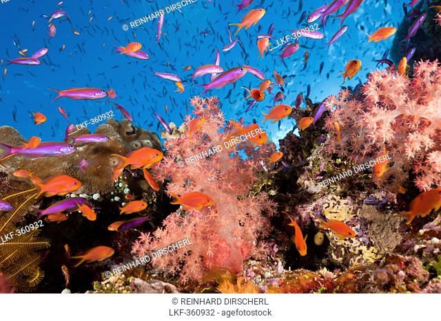 Anthias over Coral Reef, Luzonichthys whitleyi, Pseudanthias squamipinnis, Makogai, Lomaviti, Fiji