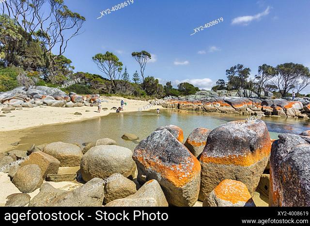 The orange crust of the lichen Caloplaca marina on rock along the shore of Binalong Bay, Tasmania, Australia. Family enjoying beach