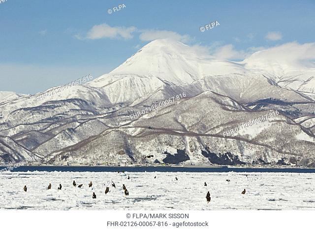 Steller's Sea-eagle (Haliaeetus pelagicus) and White-tailed Eagle (Haliaeetus albicilla) group, gathering on offshore sea ice, Hokkaido, Japan, February