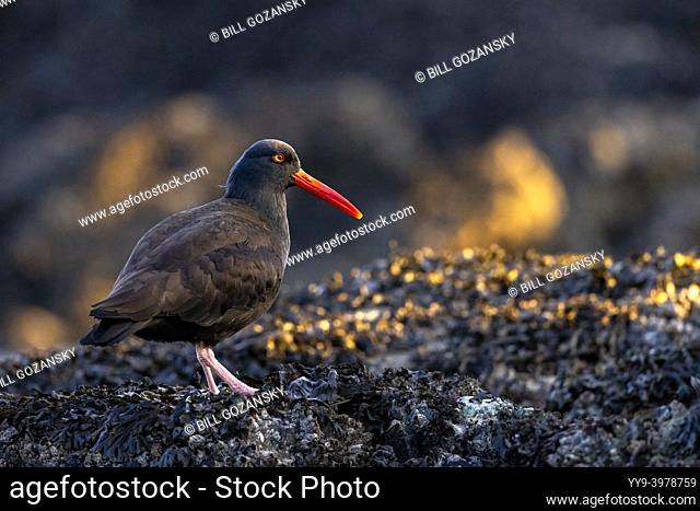 Black Oystercatcher . (Haematopus bachmani) - at Cattle Point in Uplands Park, Oak Bay. Near Victoria, Vancouver Island, British Columbia, Canada