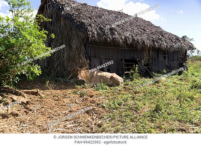 An ox rests next to a barn in the Vinales Valley. (19 November 2017) | usage worldwide. - Vinales/Cuba