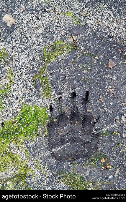 Old World Badger (Meles meles), footprint in sand. Germany