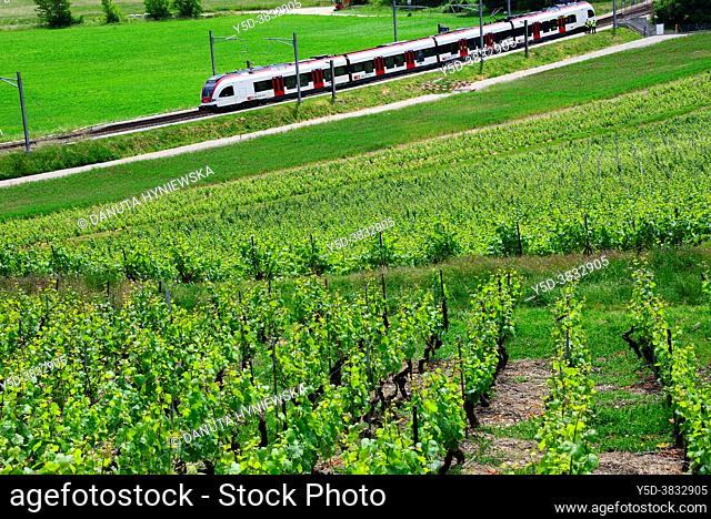 'La cave de Geneve' wine region, train crossing vineyards in the end of May, Russin, Geneva, canton Geneva, Switzerland, Europe
