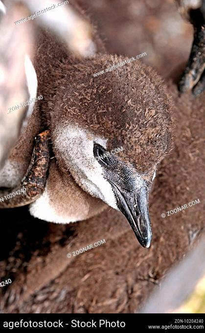 Junger Brillenpinguin, Stony Point, Südafrika, young African penguin, South Africa