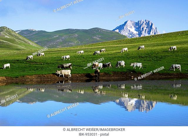Cattle in the wild, Corno Grande, Gran Sasso, Abruzzi, Italy, Europe