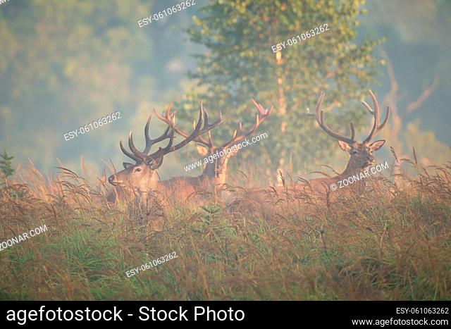 Herd of red deer, cervus elaphus, stags standing on glade in morning fog. Group of mammals with massive antlers resting on field in misty nature