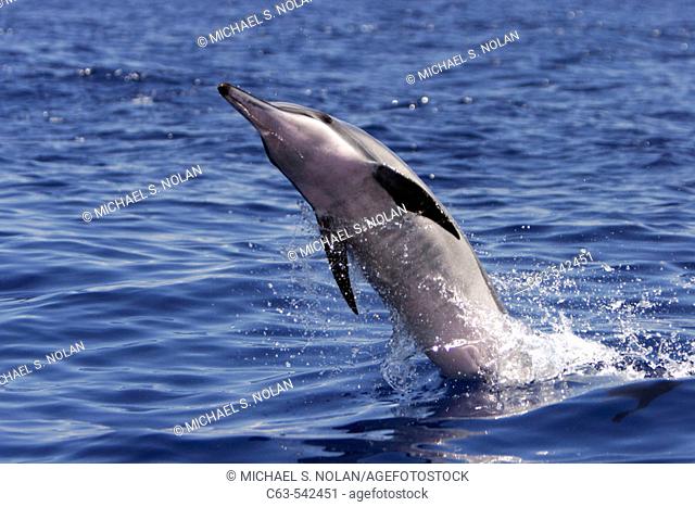 Hawaiian Spinner Dolphin (Stenella longirostris) spinning in the AuAu Channel off the coast of Maui, Hawaii, USA. Pacific Ocean